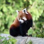 https://virginiazoo.givecloud.co/fundraisers/does-westjet-offer-a-senior-discount-on-duty-support